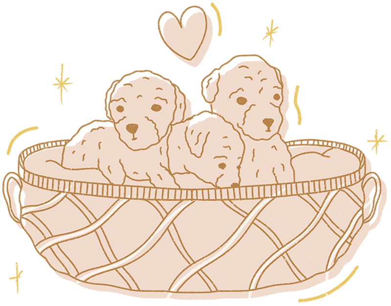 Cómo conseguir tu Caniche Toy