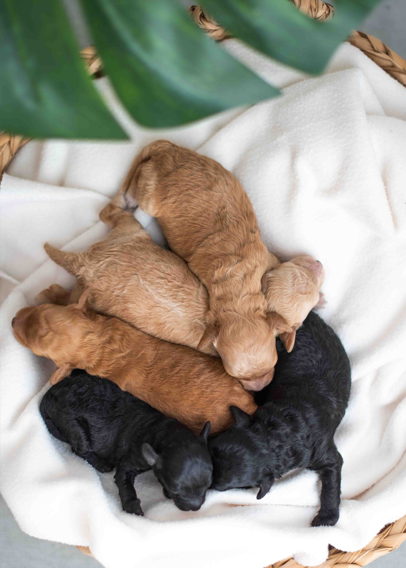 Cómo conseguir tu Caniche Toy